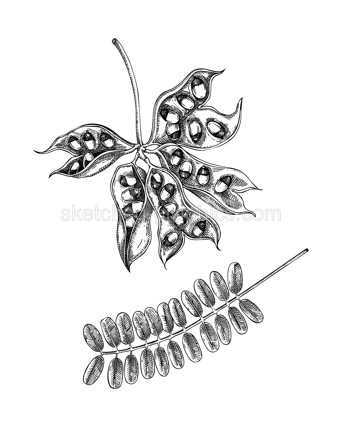 Rosary pea sketch. Poisonous plant hand-drawn vector illustration. Traditional medicine design element. NOT AI generated Illustration